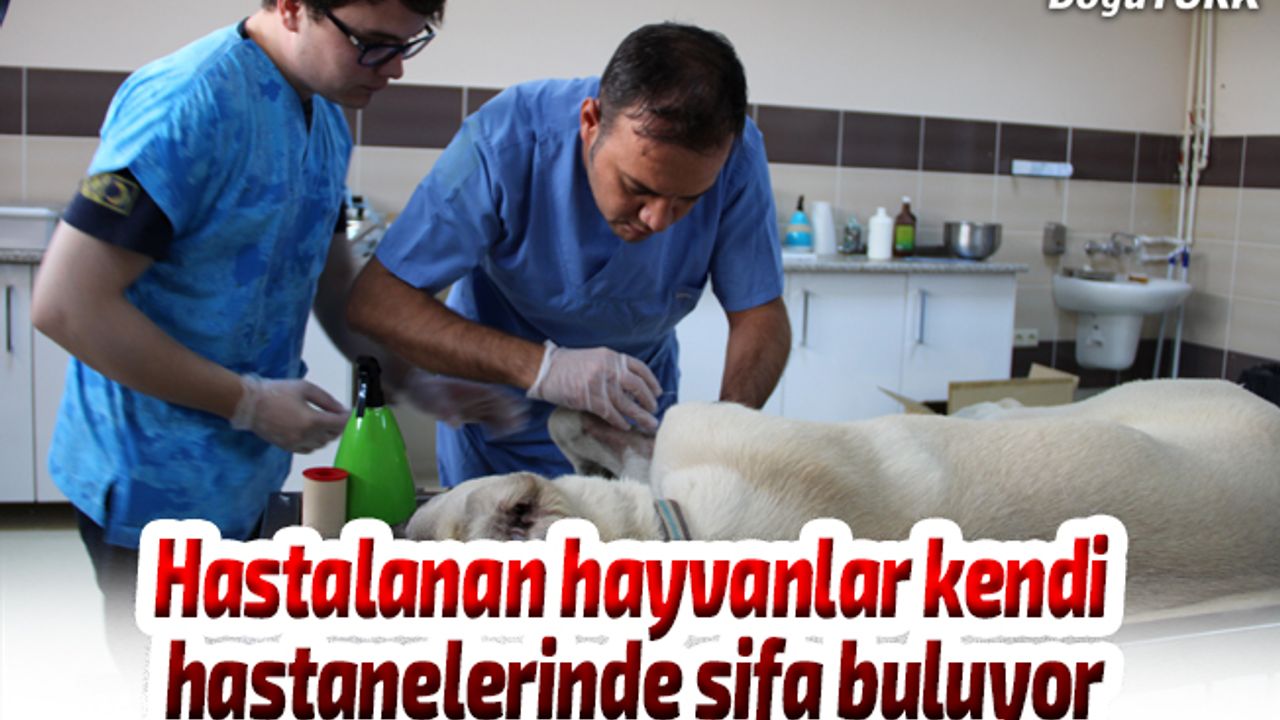Hastalanan hayvanlar kendi hastanelerinde şifa buluyor