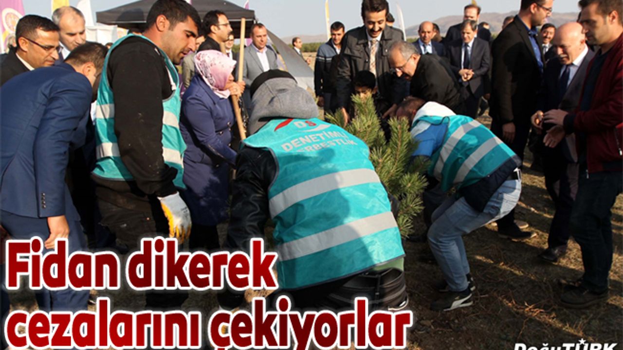 Hükümlüler cezalarını fidan dikerek çekiyor