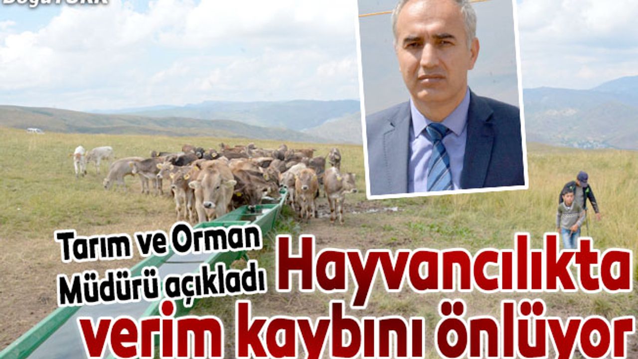 Meralardaki suluk ve gölgelikler hayvancılıkta verim kaybını önlüyor