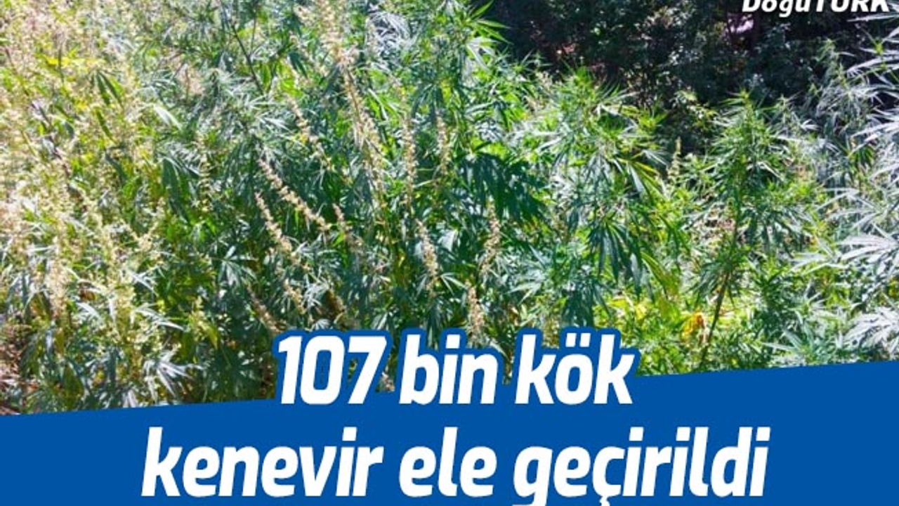 Tortum’da 107 bin kök kenevir ele geçirildi