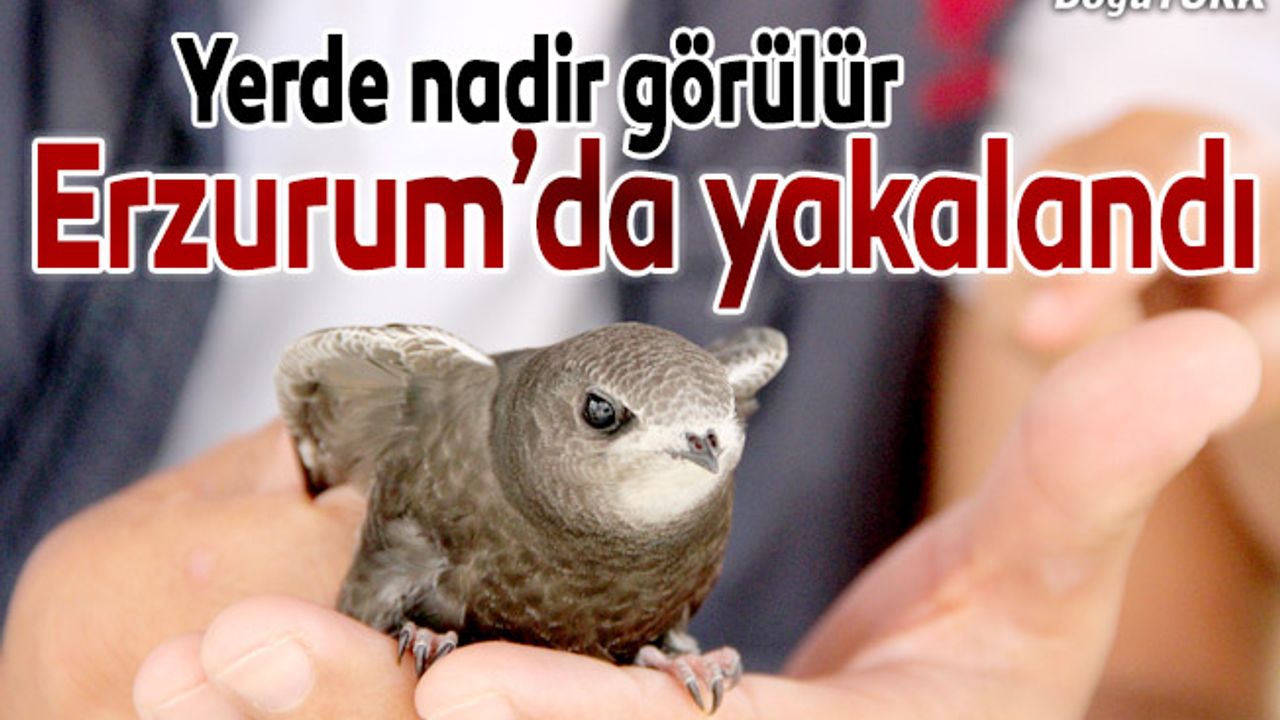 Yerde nadir görülen kuş Erzurum’da bulundu