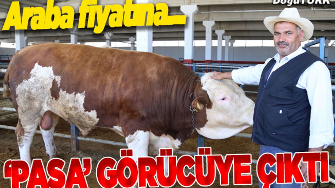 Bir tonluk "Paşa" alıcısını bekliyor
