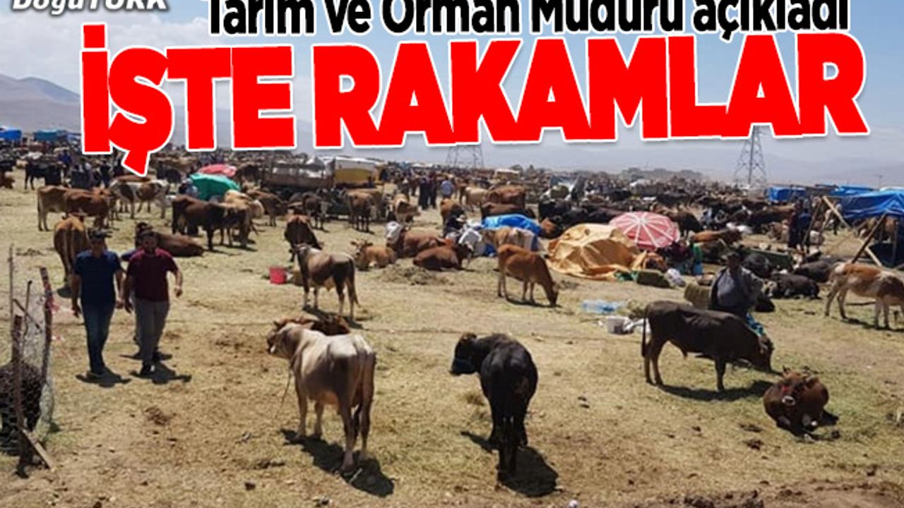 Doğu'dan 255 bin 975 kurbanlık sevk edildi