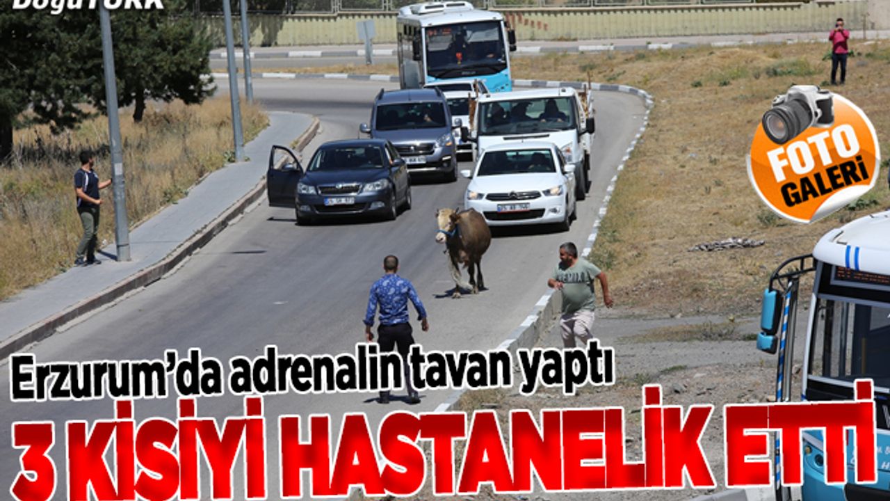 Erzurum'da kaçan kurbanlık güçlükle yakalandı