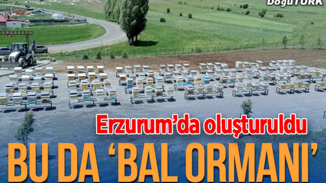 Erzurum'da "bal ormanı" oluşturuldu