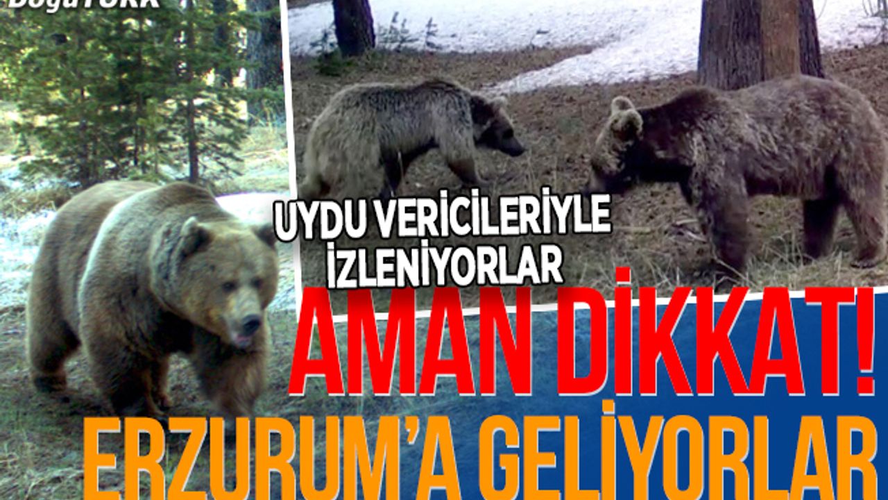 Göç yolculuğuna başlayan bozayılar uydu vericileriyle izleniyor