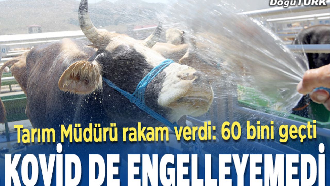 Doğu Anadolu'dan kurbanlık sevkiyatı Kovid-19'a rağmen arttı