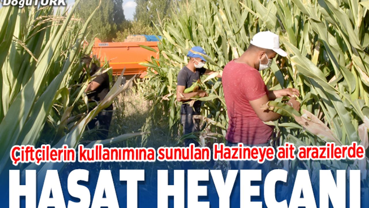 Çiftçilerin kullanımına sunulan Hazineye ait arazilerde hasat heyecanı