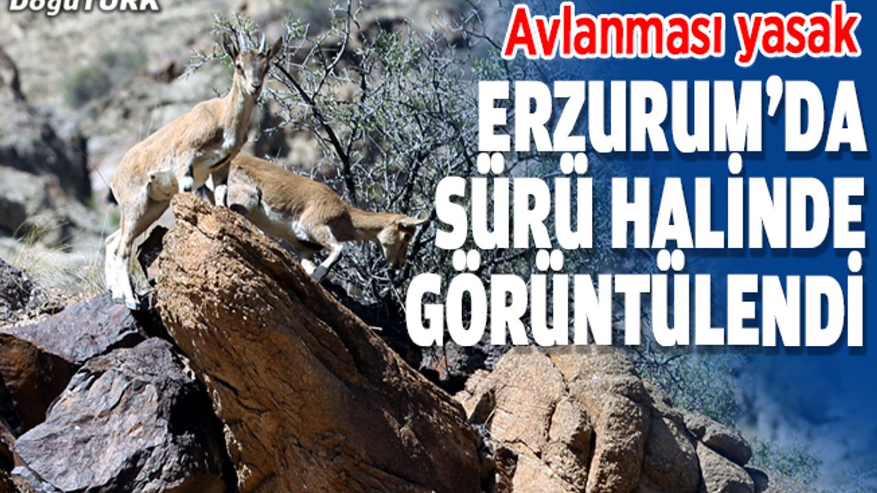 Erzurum'da sürü halinde yaban keçileri görüntülendi
