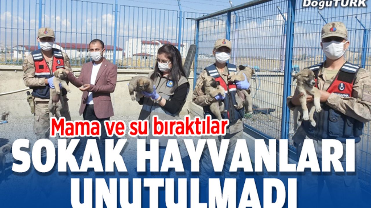 Erzurum'da tedavileri tamamlanan kuşlar doğaya salındı