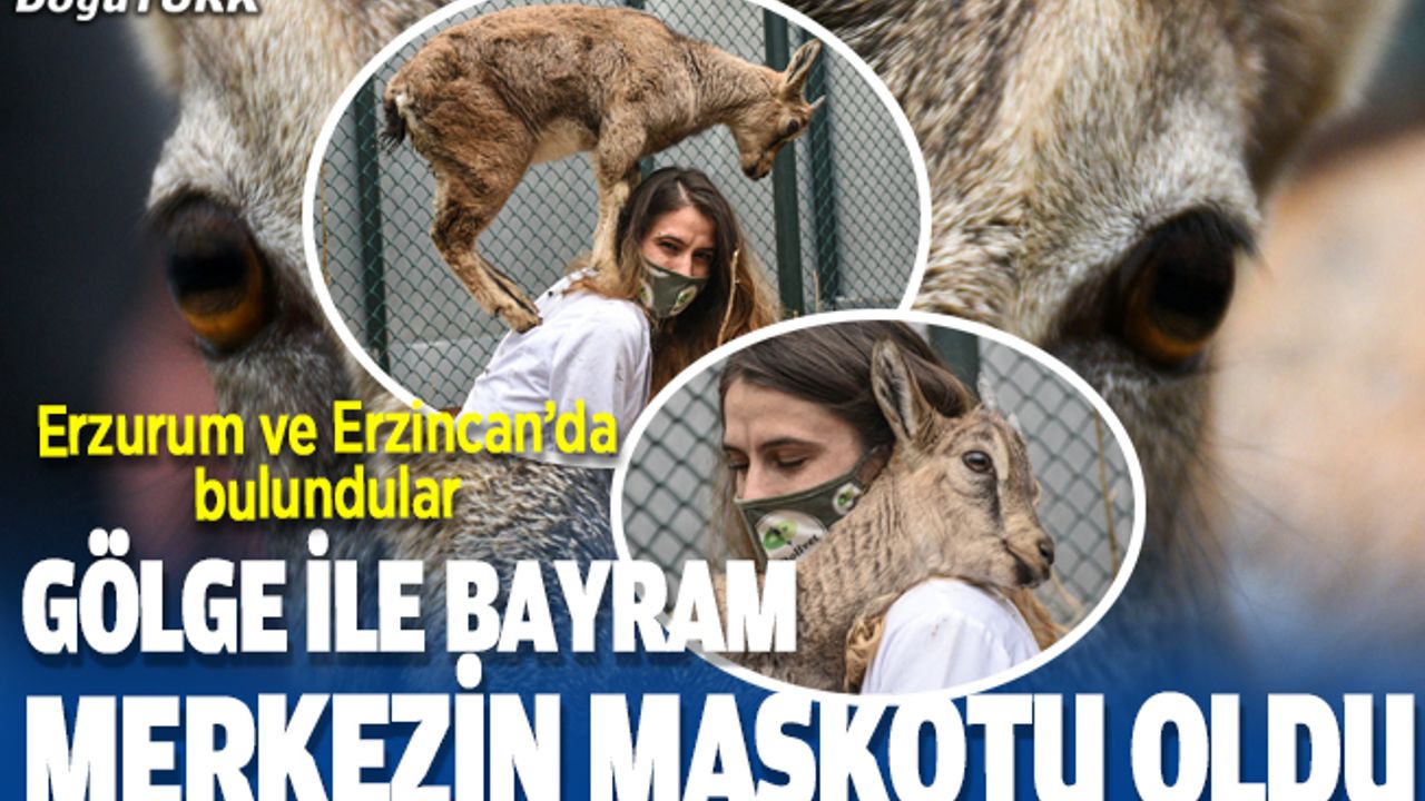 Dağ keçileri "Gölge" ve "Bayram" yaban hayatı merkezinin maskotu oldu