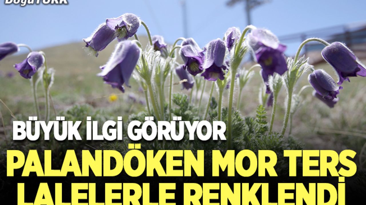 Palandöken Dağı mor ters lalelerle renklendi