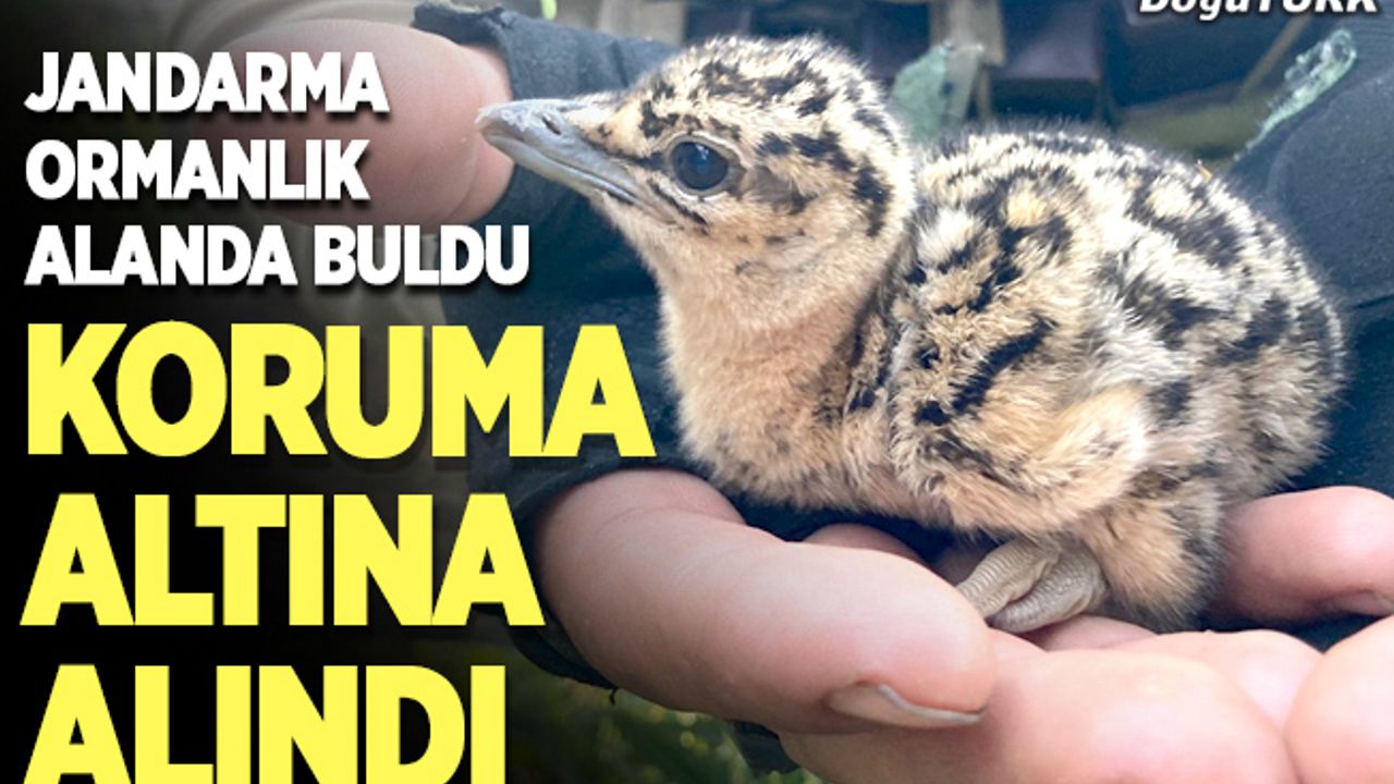 Ormanda bulundu, korumaya alındı