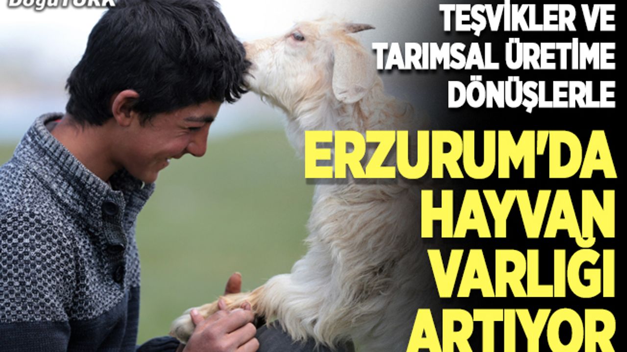 Teşvikler ve tarımsal üretime dönüşlerle Erzurum'da hayvan varlığı artıyor