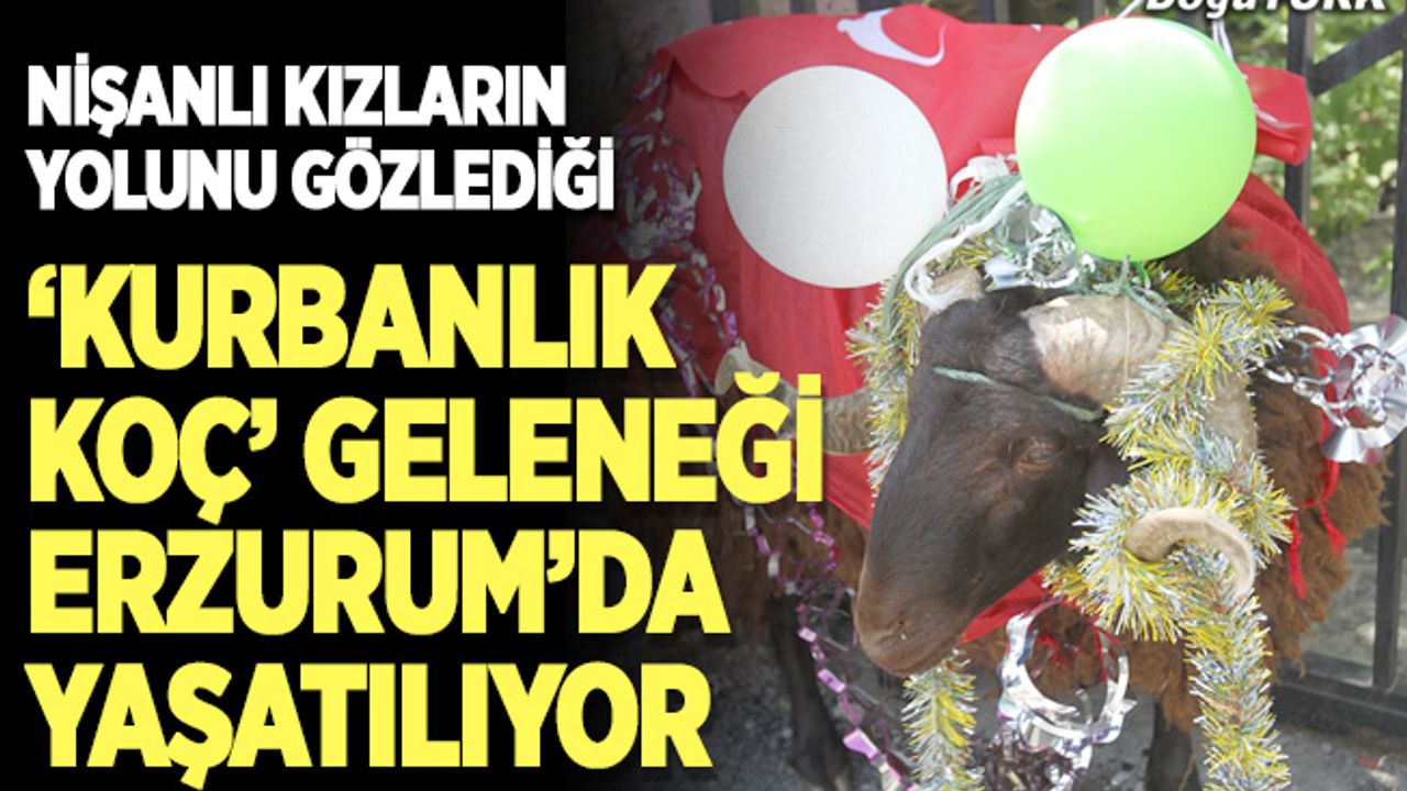 ‘Kurbanlık Koç’ geleneği Erzurum’da yaşatılıyor