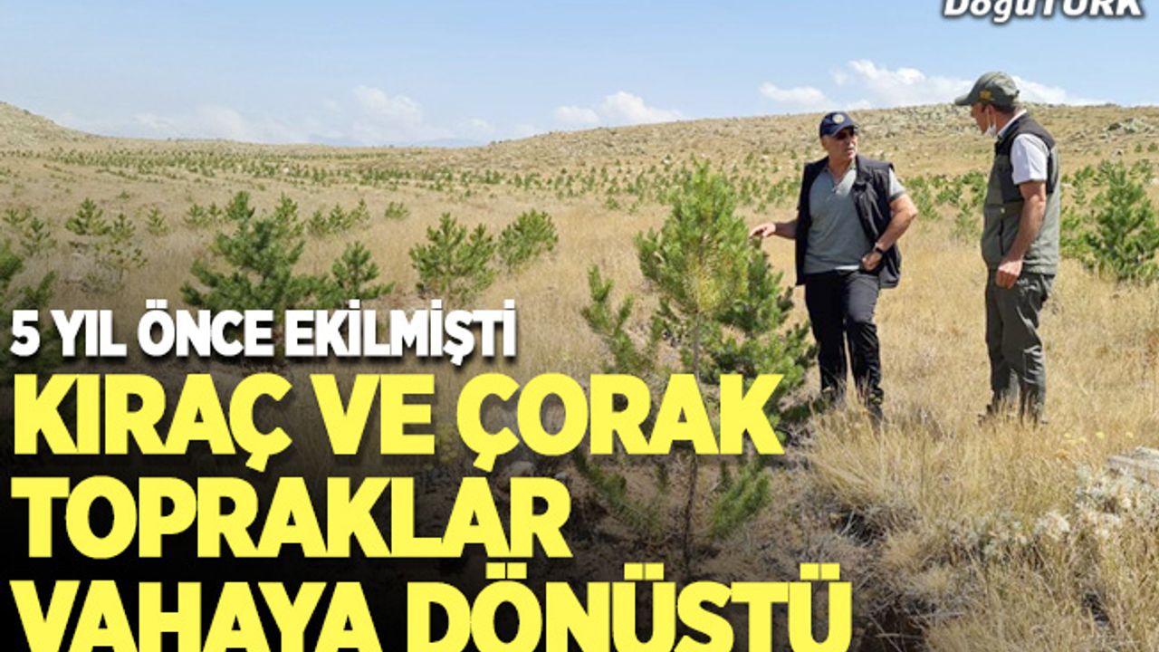 Erzurum'un kıraç ve çorak toprakları fidanlarla vahaya dönüştü