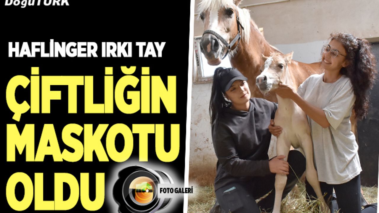 Haflinger ırkı tay çiftliğin maskotu oldu