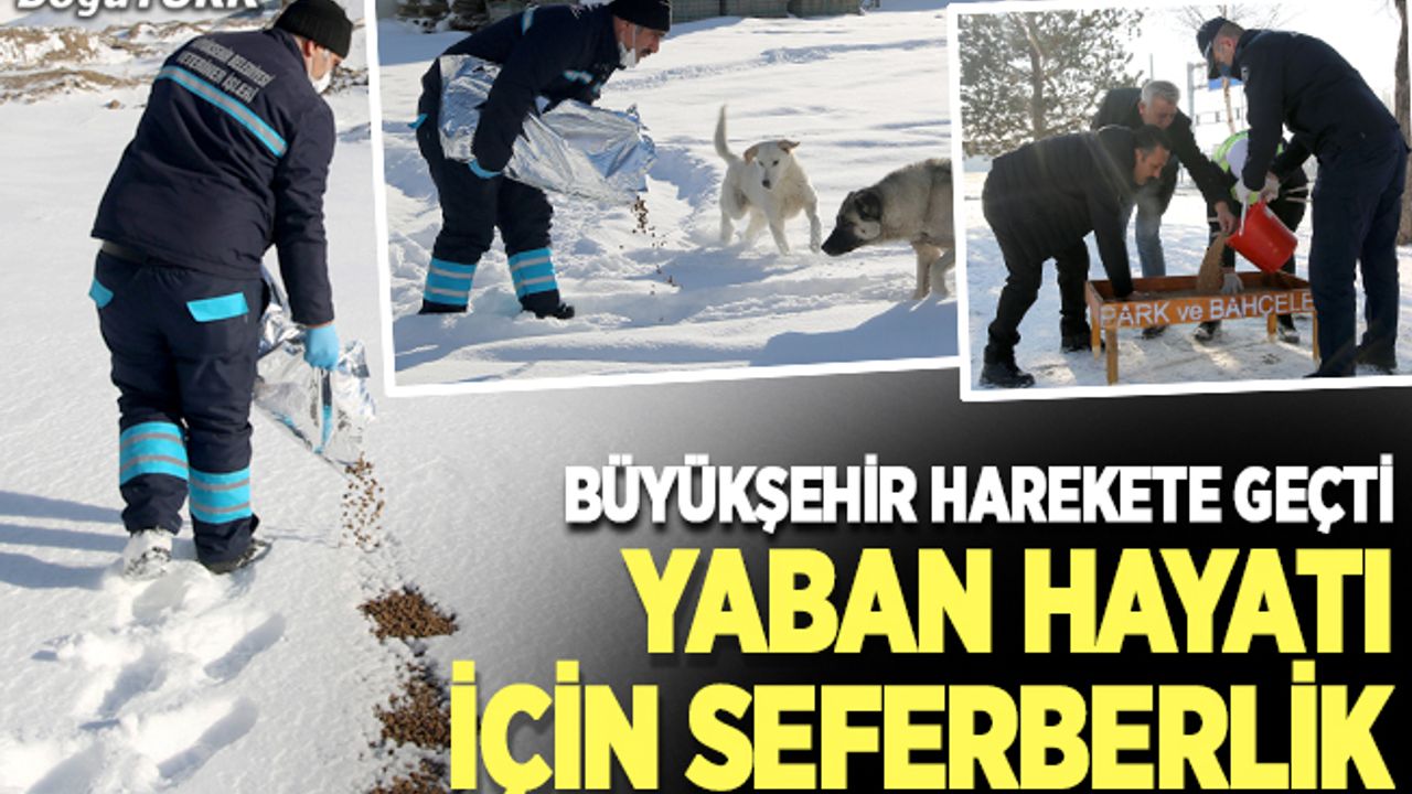 Büyükşehir yaban hayatını korumak için doğaya yem bırakıyor