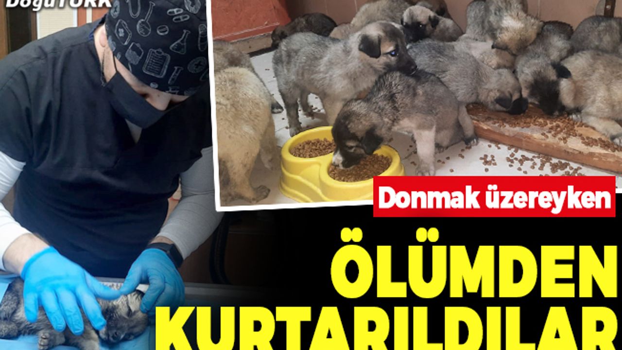 63 yavru köpek son anda ölümden kurtarıldı