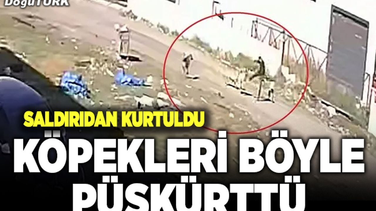 Karate hareketleri ile köpek saldırısından kurtuldu