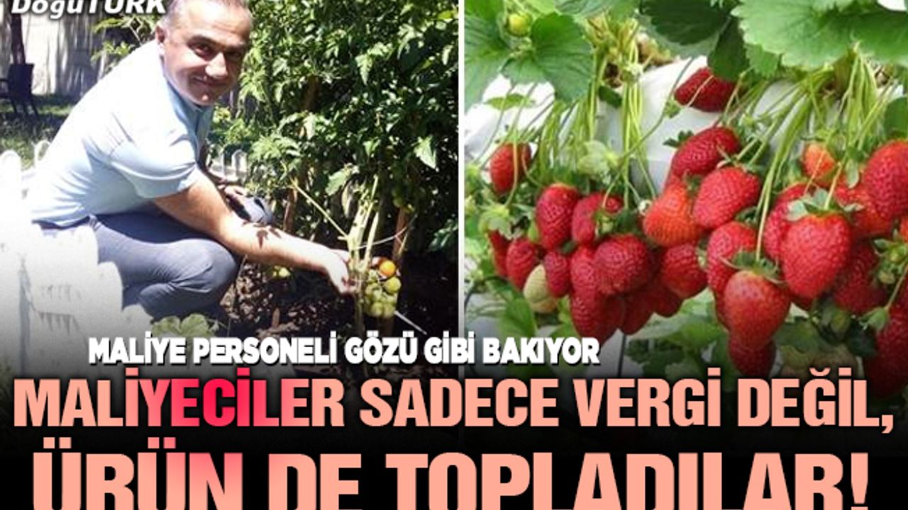 Maliyeciler sadece vergi değil, ürün de topladılar!
