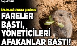 Fareler bastı, yöneticileri afakanlar bastı!