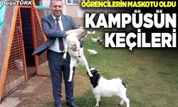 Kampüsün keçileri