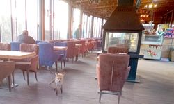 Tilkili kafe! Otel ve kafelere dadanır oldular