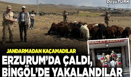 Erzurum’da çaldı, Bingöl’de yakalandılar