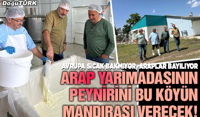 Arap yarımadasının peynirini bu köyün mandırası verecek!