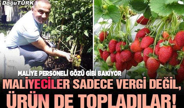 Maliyeciler sadece vergi değil, ürün de topladılar!