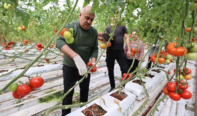 Aziziye’nin termal seralarında yeni dönem