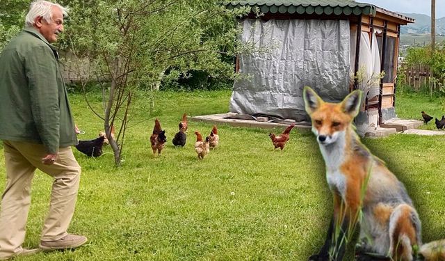 Aç tilkiler eşiğe dayandılar!...