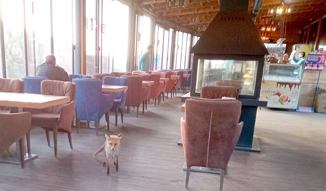 Tilkili kafe! Otel ve kafelere dadanır oldular