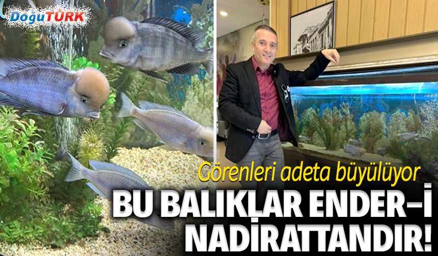 Bu balıklar ender-i nadirattandır!
