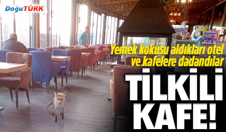 Tilkili kafe! Otel ve kafelere dadanır oldular