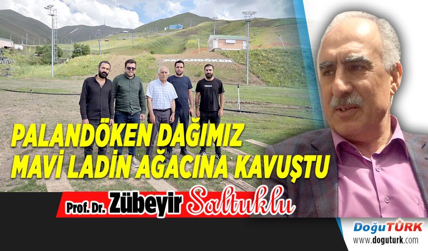 PALANDÖKEN DAĞIMIZ MAVİ LADİN AĞACINA KAVUŞTU